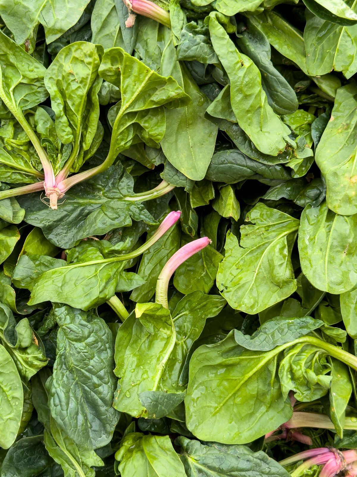 Fresh spinach leaves seen from above